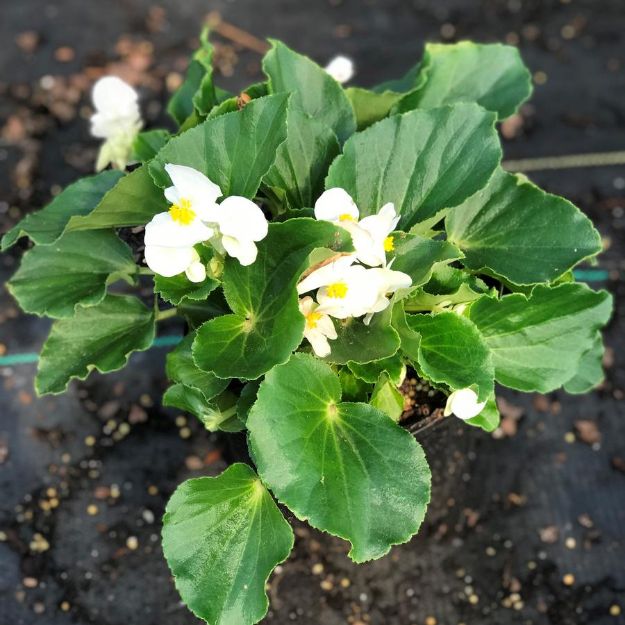 Picture of Begonia BIG™ White with Green 6 inch
