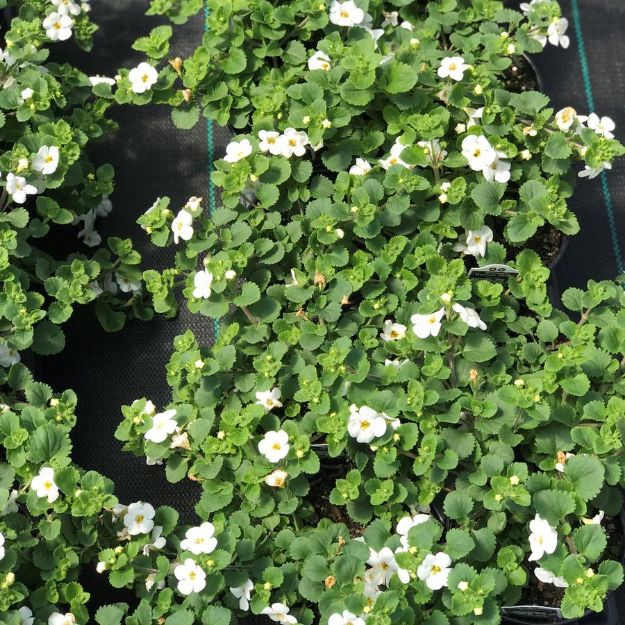 Picture of Bacopa Scopia™ Gulliver White 4.5" (10/Flat)