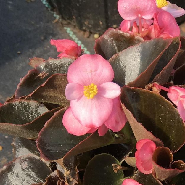 Picture of Begonia Nightlife 'Pink' 6 inch