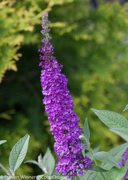 Picture of Buddleia x 'Miss Violet' PP28448 #3PW