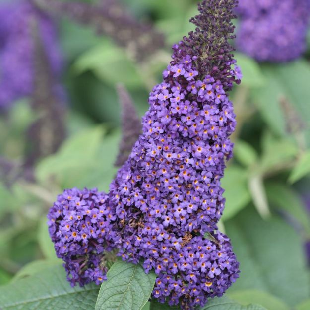 Picture of Buddleia x Pugster Blue® PP28794 #3PW