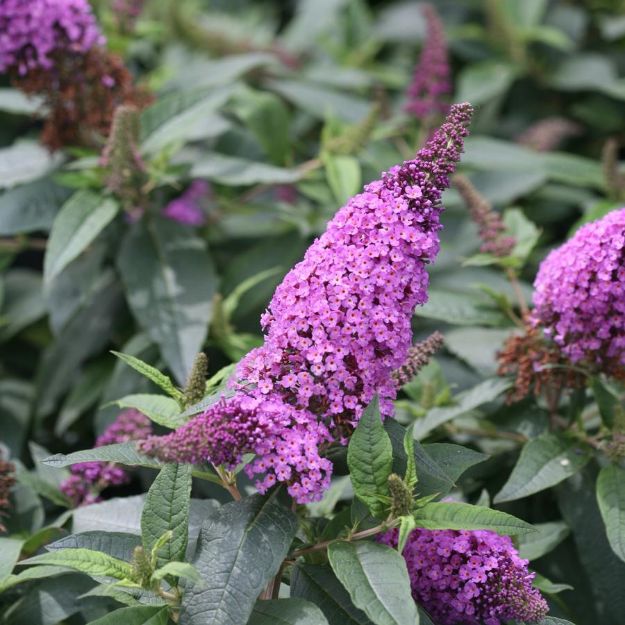 Picture of Buddleia x Pugster Periwinkle® PP28796 #3PW