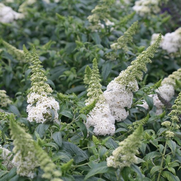 Picture of Buddleia x Pugster White® PP28795 #3PW