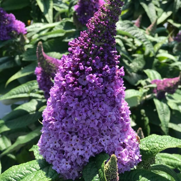 Picture of Buddleia x Pugster® Amethyst PP30236 #3PW