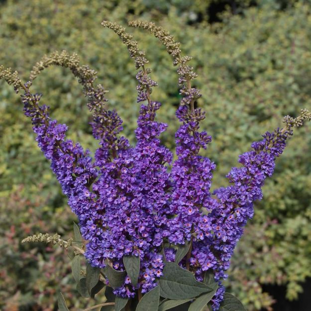 Picture of Buddleia x Lo & Behold® 'Blue Chip Jr.' PP26581 #3PW