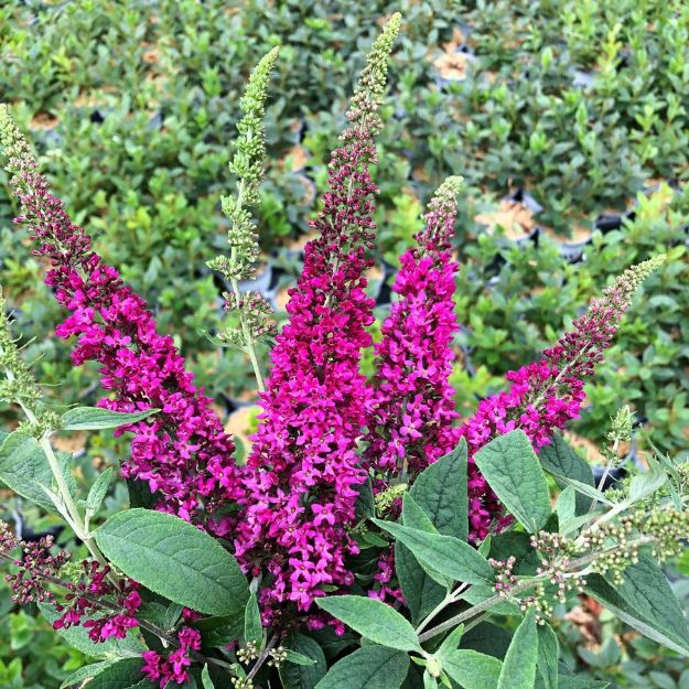 Picture of Buddleia x Lo & Behold Ruby Chip® PP32399 #3PW
