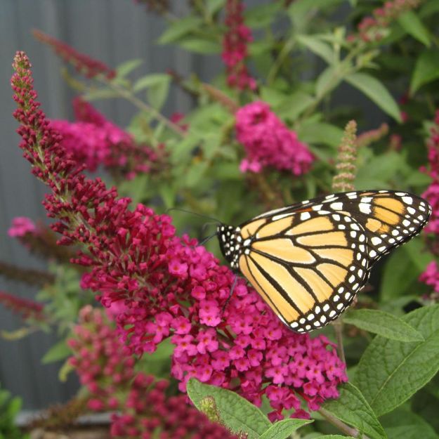 Picture of Buddleia x 'Miss Molly' PP23425 #3PW