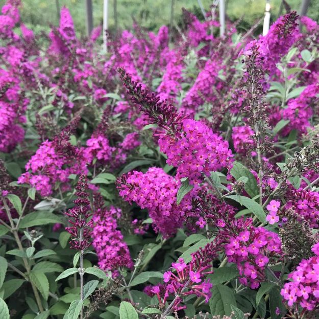 Picture of Buddleia x 'Miss Ruby' PP19950 #3PW
