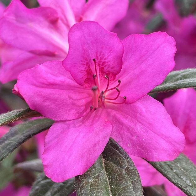 Picture of Azalea Encore® Autumn Amethyst® PP10567 #3EN