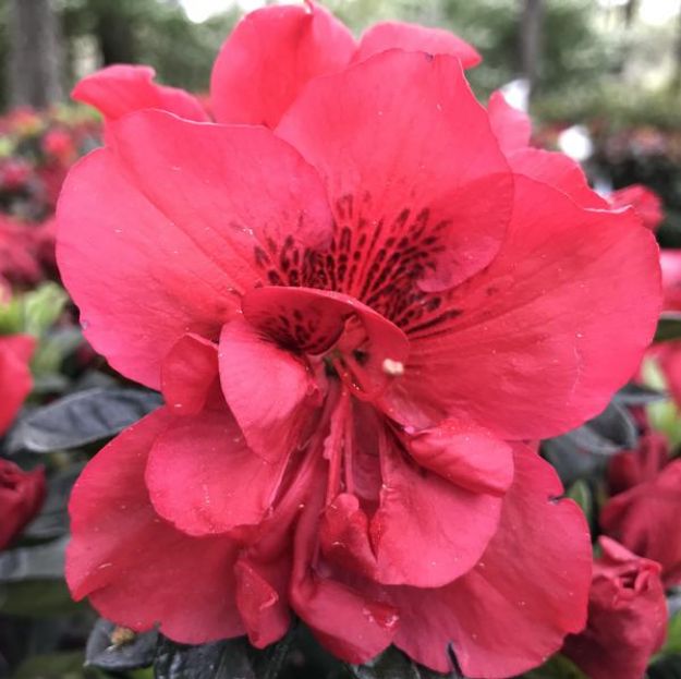 Picture of Azalea Encore® Autumn Bonfire® PP29770 #3EN
