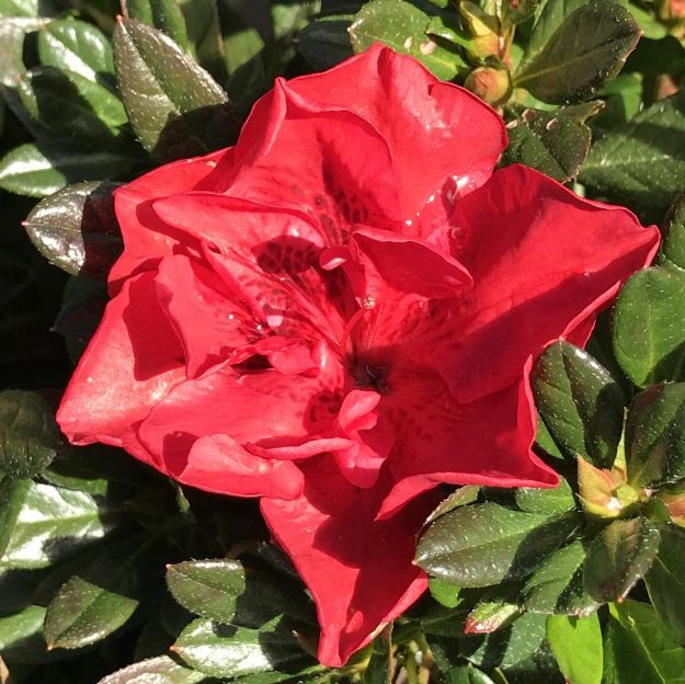 Picture of Azalea Encore® Autumn Fire® PP25073 #3EN