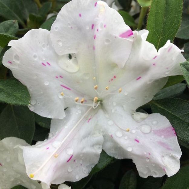 Picture of Azalea Encore® Autumn Lily® PP25073 #3EN