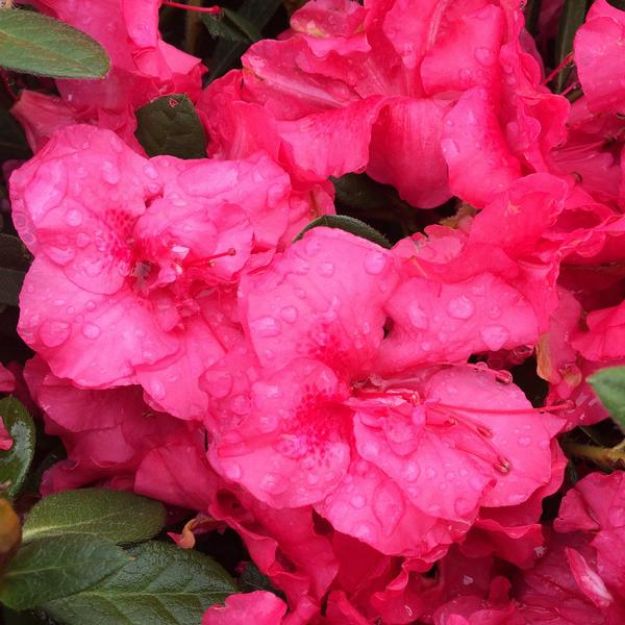 Picture of Azalea Encore® Autumn Rouge® PP10438 #3EN