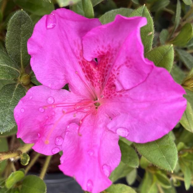 Picture of Azalea Encore® Autumn Royalty® PP10580 #3EN