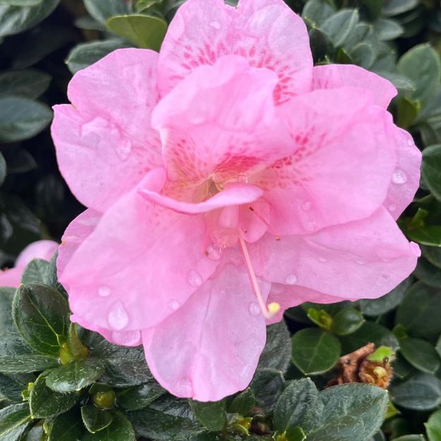 Picture of Azalea Perfecto Mundo® Double Pink PP32819 #3PW