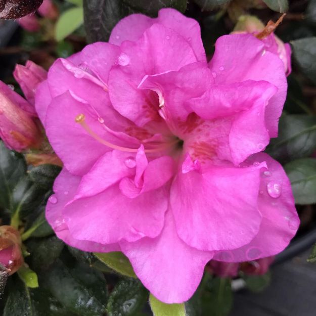 Picture of Azalea Perfecto Mundo® Double Purple PP33205 #3PW