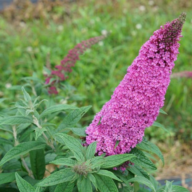 Picture of Buddleia x Pugster Pinker® PP33565 #3PW