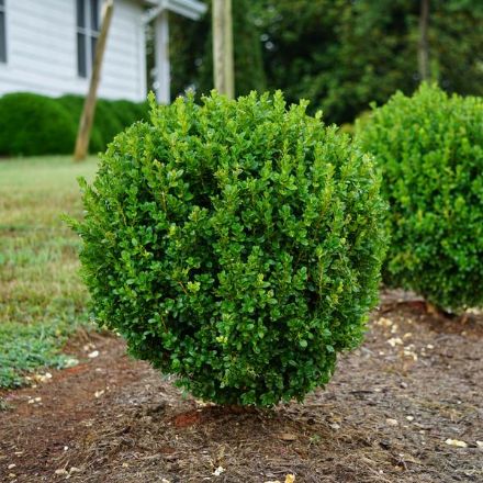 Show details for Buxus NewGen Freedom® 'SB 300' PP32421 #3NG Picture of Buxus NewGen Freedom® 'SB 300' PP32421 #3NG