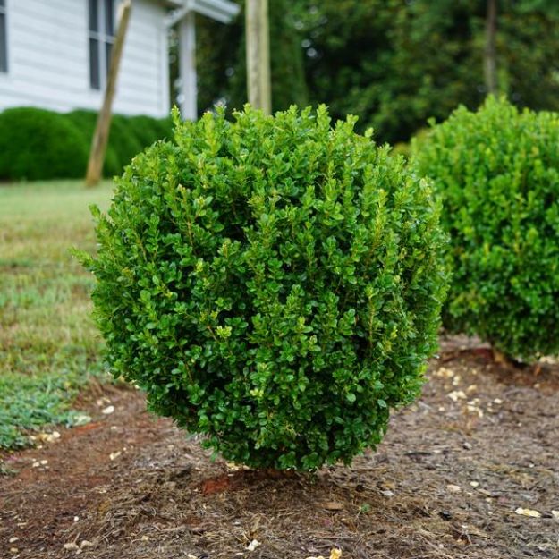 Picture of Buxus NewGen Freedom® 'SB 300' PP32421 #3NG