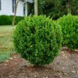 Show details for Buxus NewGen Freedom® 'SB300' PP32421 #4QNG Picture of Buxus NewGen Freedom® 'SB300' PP32421 #4QNG