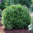 Show details for Buxus NewGen Independence® 'SB 108' PP28888 #4QNG Picture of Buxus NewGen Independence® 'SB 108' PP28888 #4QNG
