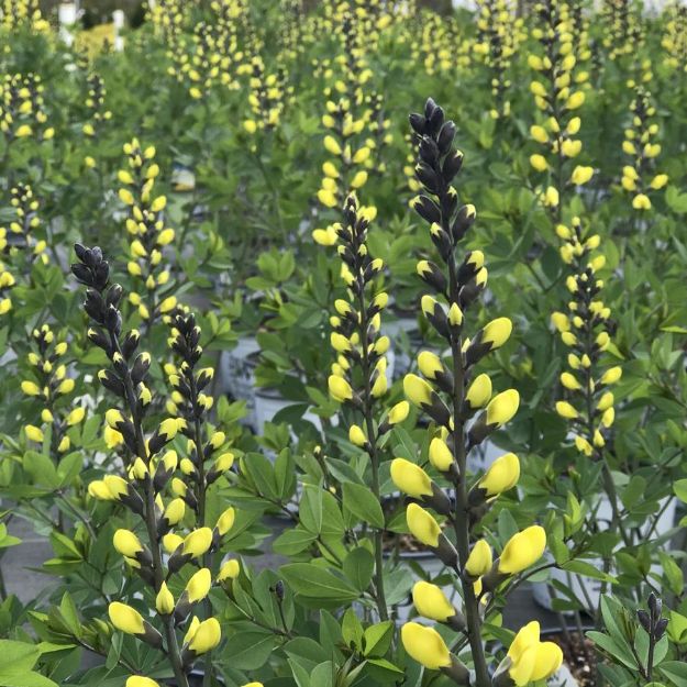 Picture of Baptisia Decadence® 'Lemon Meringue' PP24280 #4QPW