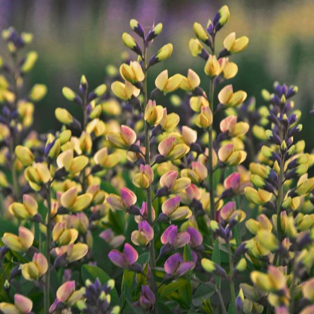 Picture of Baptisia Decadence® 'Pink Lemonade' PP30669 #4QPW