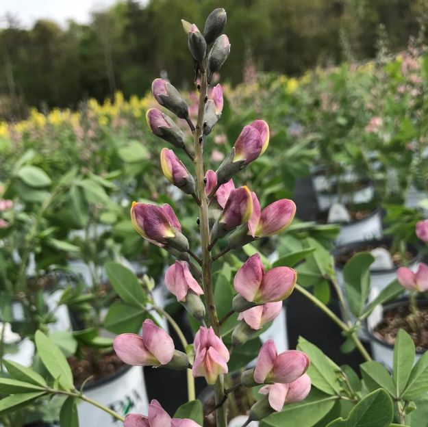 Picture of Baptisia Decadence® 'Pink Truffles' PP26588 #4QPW