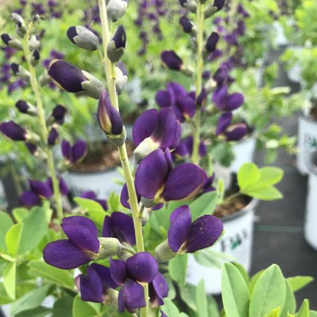 Picture of Baptisia Decadence® 'Sparkling Sapphires' PP27904 #4QPW