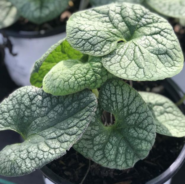 Picture of Brunnera macrophylla 'Jack of Diamonds' PP32752 #4QPW