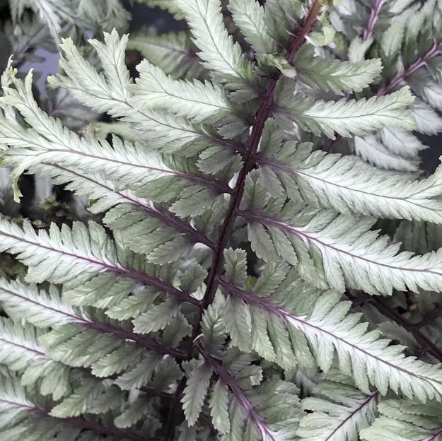 Picture of Athyrium niponicum 'Crested Surf' PP33057 #4QPW