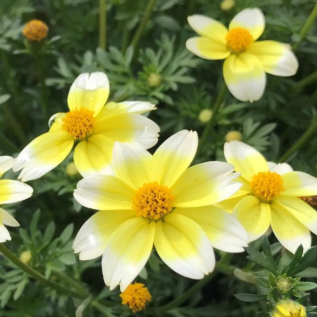 Picture of Bidens 'Spicy Electric White' PPAF 4.5" (10/Flat)