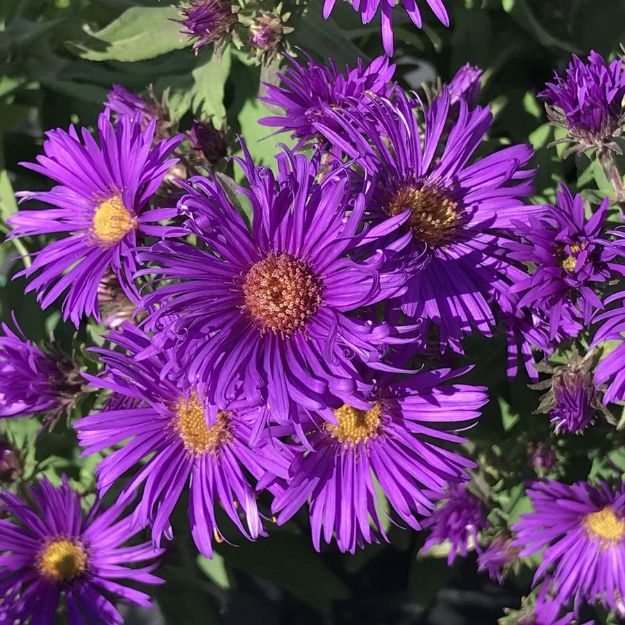 Picture of Aster novae-angliae 'Grape Crush' PP33612 #4Q