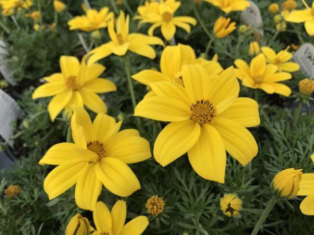 Picture of Bidens Goldilocks Rocks™ PP32646 4.5"PW (10/flat)