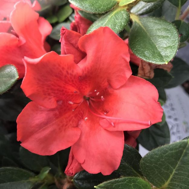 Picture of Azalea Perfecto Mundo® Orange PP33945 #3PW