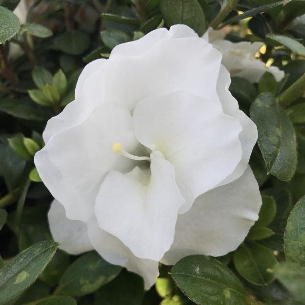 Picture of Azalea Perfecto Mundo® Double White PP33900 #3PW