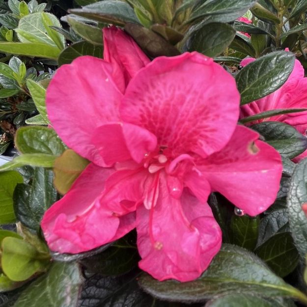Picture of Azalea Perfecto Mundo® Double Dark Pink PP33923 #3PW