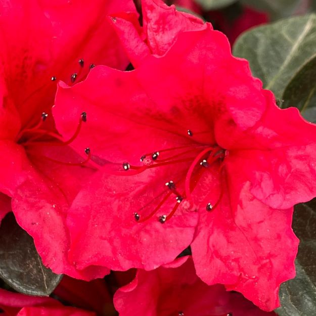 Picture of Azalea Perfecto Mundo® Red PP33922 #3PW