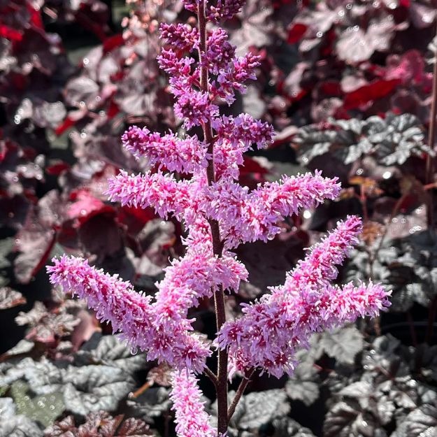 Picture of Astilbe 'Dark Side of the Moon' PP35461 #4QPW