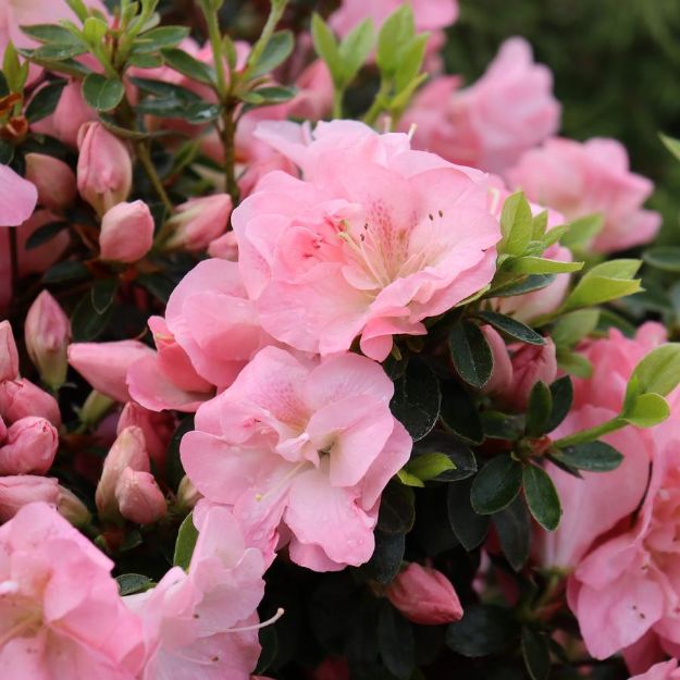 Picture of Azalea Perfecto Mundo Pink Carpet® PP35082 #3PW