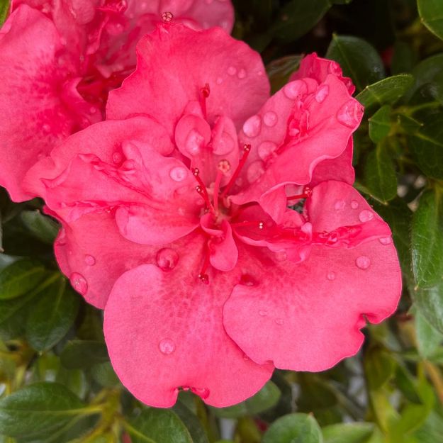 Picture of Azalea Perfecto Mundo Epic Coral® PP35049 #3PW