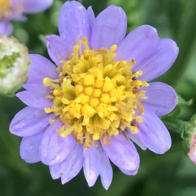 Picture of Aster divaricatus 'Eastern Star' #3QAB (6/flat)