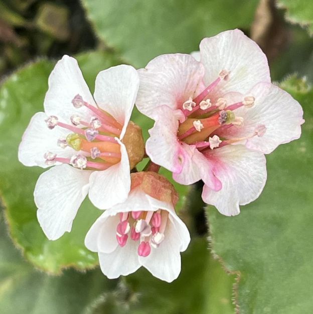 Picture of Bergenia 'Ripple Effect' PP35105 #4Q