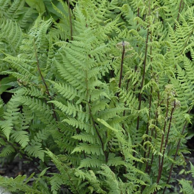 Picture of Athyrium angustum for. rubellum 'Lady in Red' #4Q