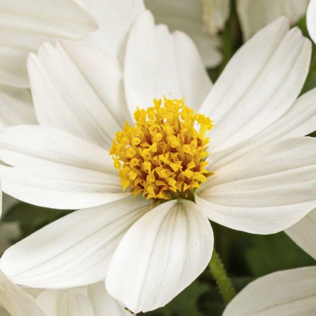 Picture of Bidens ferulifolia Campfire® Marshmallow™ PPAF 4.5"PW (10/flat)