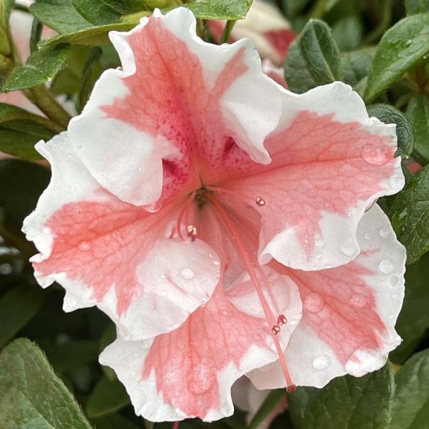 Picture of Azalea Encore®Autumn Starburst® PP32506 #3EN