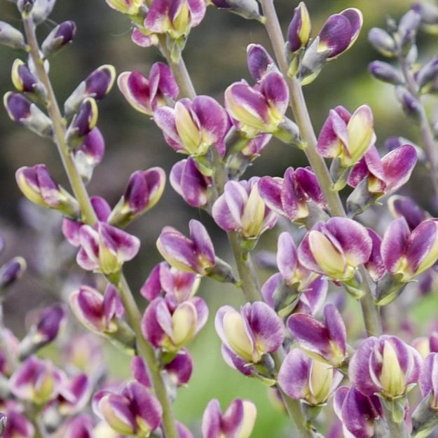 Picture of Baptisia 'Grape Escape' PP36083 #4Q