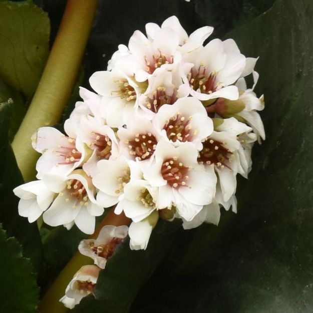 Picture of Bergenia 'Happily Ever After' PP36679 #4Q