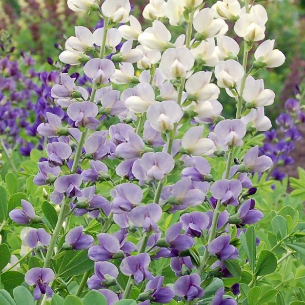 Picture of Baptisia 'Lunar Eclipse' PP25875 #4Q