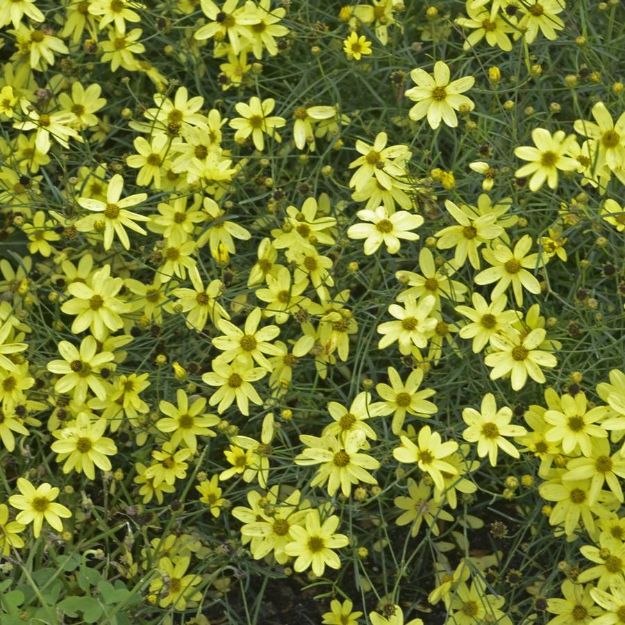 Picture of Coreopsis verticillata 'Moonbeam' #4Q
